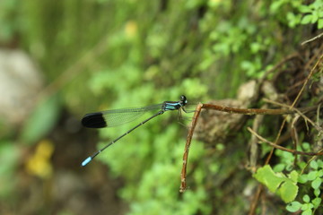 Dragon-fly  