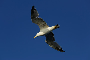 A white and grey seagull fly over the Bosphorus strait backgrounded by a summer blue sky in Istanbul, Turkey.