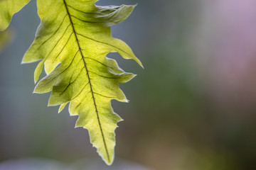 Closeup of fern leaf lit by the afternoon sun with selective focus.