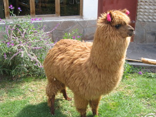 alpaca in the grass
