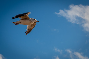 seagull in flight