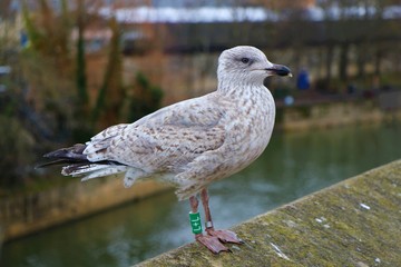 seagull near the river