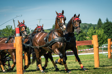 Running horses in harness. Training of horse pulling carriage for animal sport equestrian event