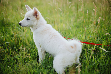 Cute white puppy walking on red leash in summer park. Adorable fluffy puppy exploring world,...