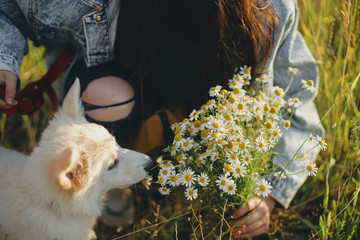 Cute white puppy smelling daisy flowers in warm sunset light in summer meadow. Stylish girl showing...