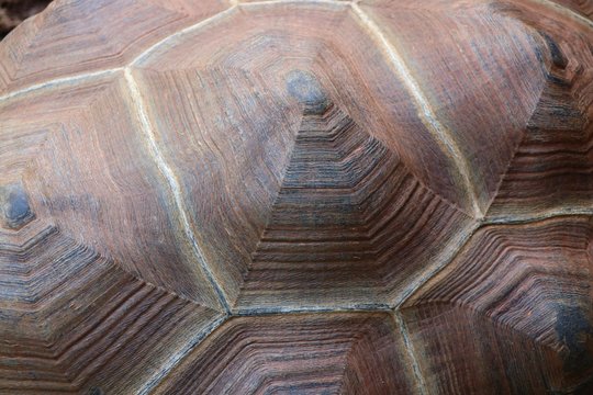 big tortoise brown shell texture pattern