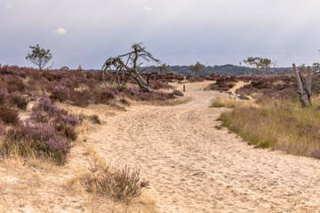 Fototapeta na wymiar Landscape of Kalmthoutse Heide