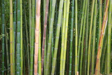 natural bamboo green background 