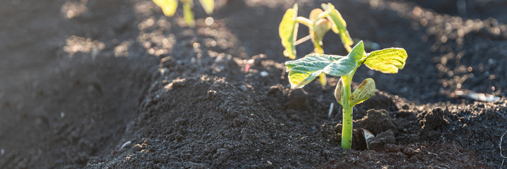Agriculture plants seedling growing in garden and sunlight.