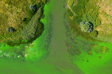 Green water in the river on a hot summer day. Blooming algae in the water. Aerial view.