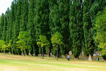 Alley with huge green trees and a man walking with dog.