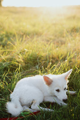 Naklejka na ściany i meble Cute white puppy sitting in warm sunset light among grass in summer meadow Adorable fluffy puppy exploring world in summer park. Adoption concept, copy space. Beautiful moment