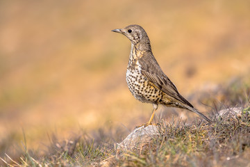 Mistle thrush perched on stone