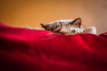 cat sleeping