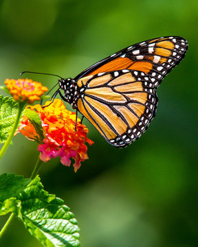 Monarch butterfly on a flower © William