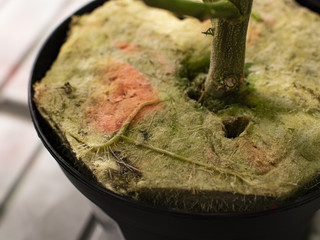 View of a beautiful cannabis root that grows in a rockwool