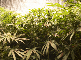 Side view of healthy cannabis with buds