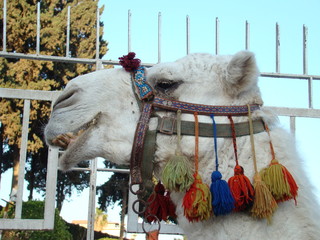 Camel - close up - closeup
Arabian camel is wearing colorful clothes.
Albino camel in the Middle...