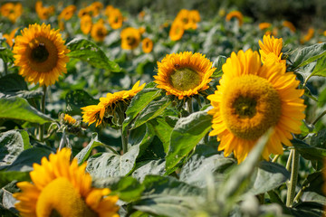 Obraz premium field of sunflowers