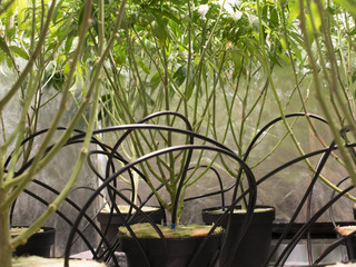 View of a beautifully lit cannabis plant with automatic irrigation system