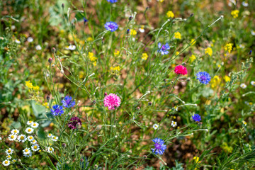 purple and yellow flowers