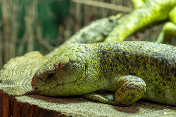 Portrait of a Solomon Islands skink (corucia zebrata) in captivity