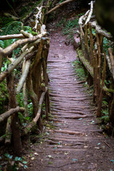 stream in the forest in Magical fairy moss dark Forrest