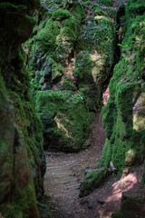 Magical fairy moss dark Forrest