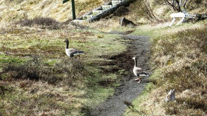 Gänse © juppi1310
