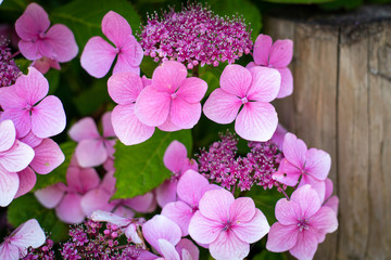 pink hydrangea flowers
