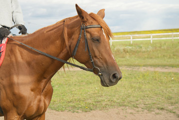 Fototapeta premium female hands hold the horse's reins while sitting in the saddle, horse portrait