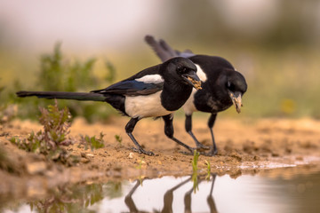 Two Eurasian Magpie