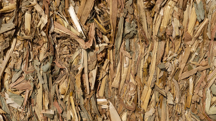 Stubble corn in a corn field