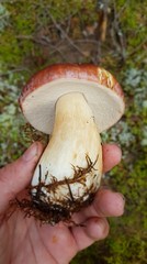 White mushroom from the autumn forest. Mushroom in the hand