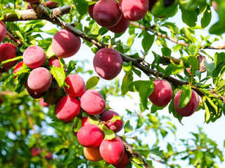 Obraz premium Ripe plums on a branch in the garden