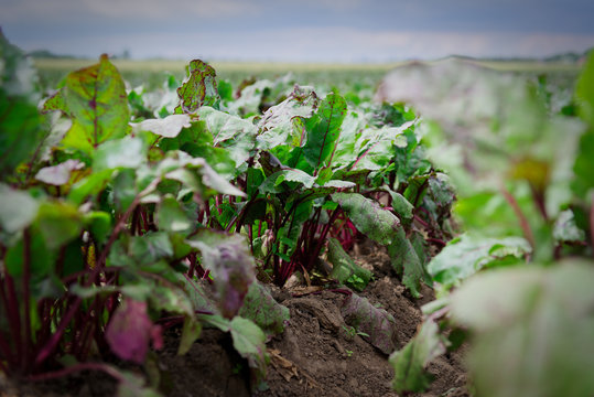 Row of green young beet leaves growth in organic farm. Fresh organic red beets. Natural organic vegetables.
