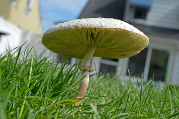 Wide White Mushroom in Backyard, Underside 