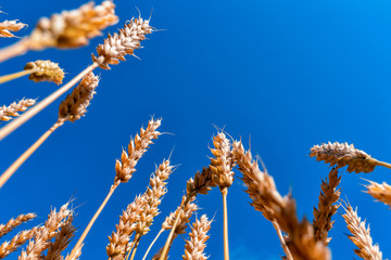 sky and ears of wheat. space for text