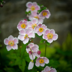 pink and white flowers