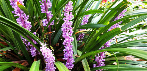 Panorama of violet flowers of Liriope muscari or Turf lily on the twig.