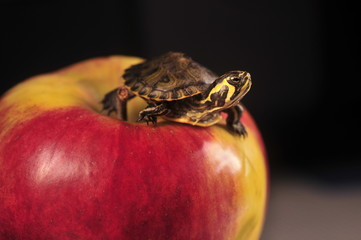 Turtle on red apple on a black background