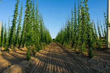 Green hops field. Fully grown hop bines. Hops field in Bavaria Germany. Hops are main ingredients in Beer production.