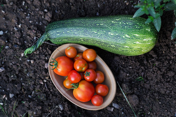 Ripe fresh tomatoes in bowl and zucchini from the garden in summer. Soil in background
