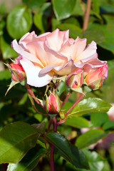 Pink rose with buds close-up on a background of green leaves. Ornamental shrubs during the flowering period in the garden.