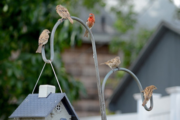 Five Birds Perched by Bird Feeder 
