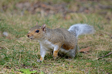 Naklejka na ściany i meble Curious Squirrel on Grass 