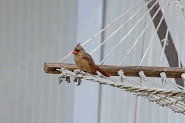 Female Cardinal Sitting on Hammock 