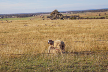 sheep feeding lamb in rural australian scene