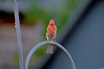 House Finch Perched, Eye Contact 