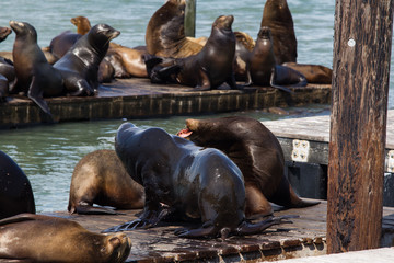 Fototapeta premium sea lions family in San Francisco harbor